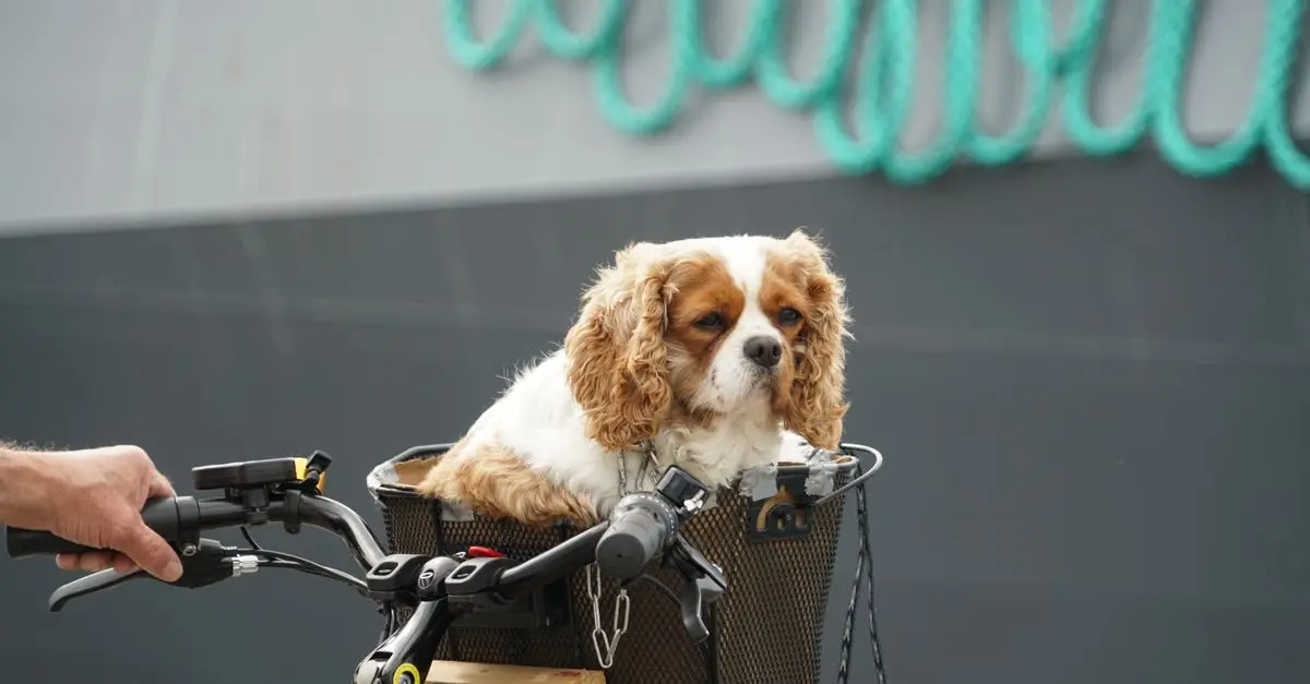 Best Pet Carriers Buying Guide โ Top Models Compared