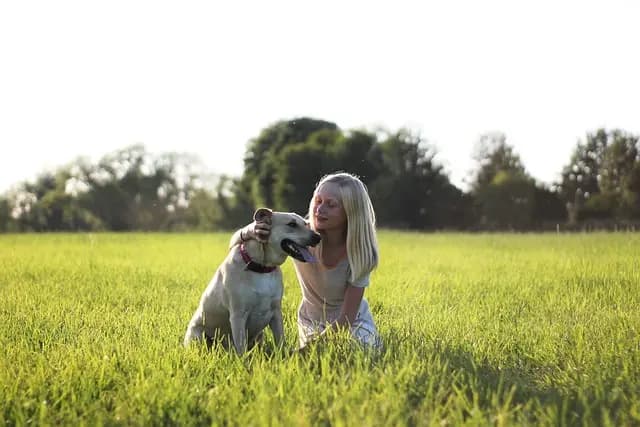 Best Automatic Pet Feeders: Comprehensive Buying Guide