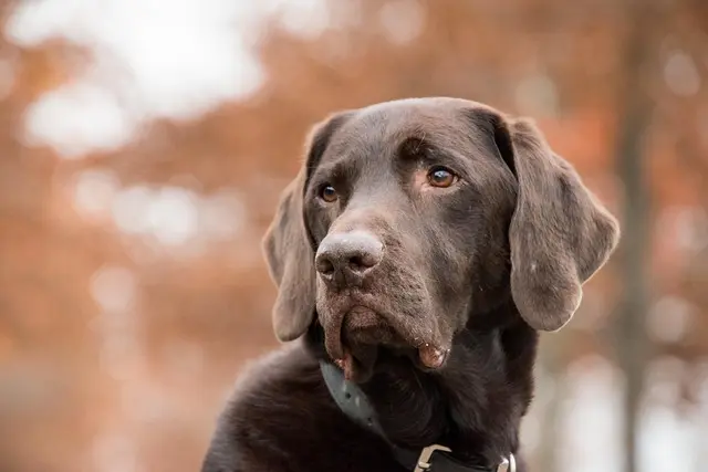 Top Dog Training Collars: Comprehensive Buying Guide