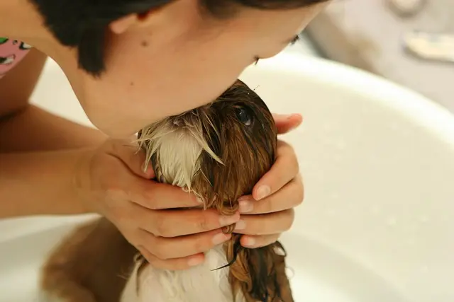 Best Dog Grooming Kits: A Comprehensive Buying Guide