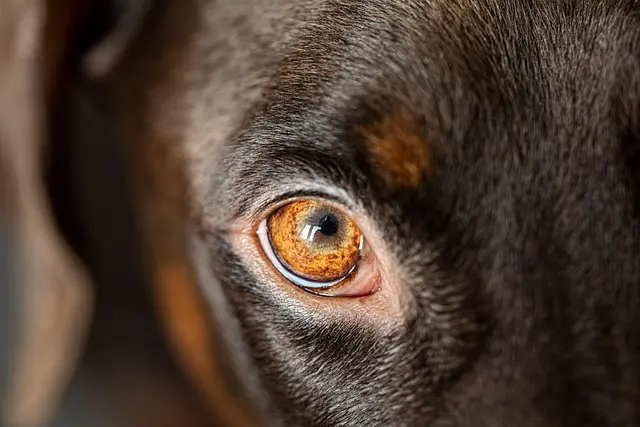 Best Pet Training Tools: Comprehensive Buying Guide